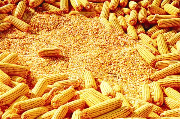 玉米、豆粕价格上扬，养殖利润被高度挤压